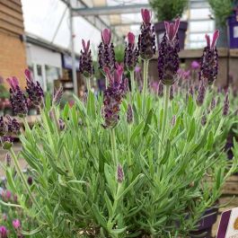 Lavandula Stoechas Anouk French Lavender Purple Lavender Plant