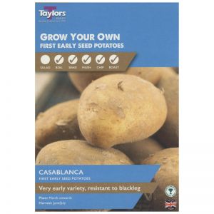 Taylors Bulbs - Casablanca - First Early Seed Potatoes