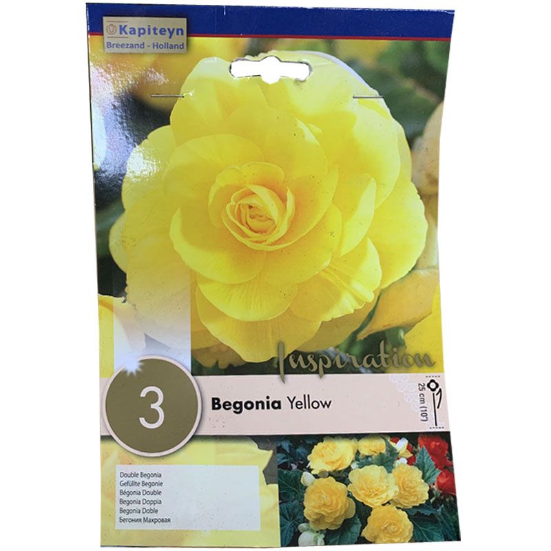 Kapiteyn - Yellow - Begonia, yellow, garden, gardening, plant, planting,  summer, grow