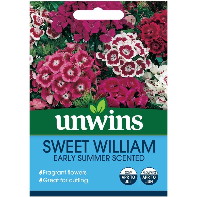 sweet william scent