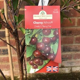 Cherry (Prunus) Athos 11.5 L | Cherry Tree