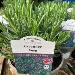 Lavender Vera Plant Mystery Selection