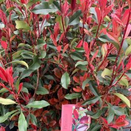 Photinia Dynamo Red | Photinia Fraseri