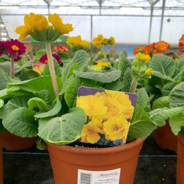 Polyanthus | Showstopper Lemon 3.3L