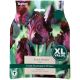 Black Parrot Tulip XL Bulb Set - Taylors Bulbs