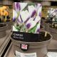 Crocus Prins Claus 1L Plant