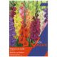 Taylors Bulbs - Mixed Gladioli - Extra Value Bulb Pack