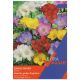 Taylors Bulbs - Single Mixed Freesias (Extra Value Pack)