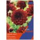 Taylors Bulbs - Arabian Night - Dahlia (Extra Value Pack)