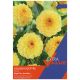 Taylors Bulbs - Golden Sceptre - Dahlia (Extra Value Pack)