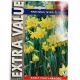 Narcissus Tete A Tete Bulb Set - Taylors Bulbs