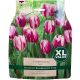 Flaming Flag Tulip XL Bulb Set - Taylors Bulbs