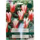 Hearts Delight Tulip - Taylors Bulbs