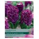 Taylors Bulbs - Hyacinth Woodstock