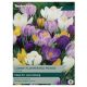 Large Flowering Mixed Crocus Bulbs - Taylors Bulbs