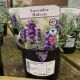 Lavender - Hidcote 1L