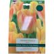 Salmon Dynasty Tulip - Taylors Bulbs