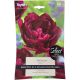 Showcase Tulip Bulb Set - Taylors Bulbs