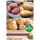 Taylors Bulbs - June to October Harvest Collection - Main Crop Seed Potatoes