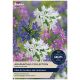 Taylors Bulbs - Agapanthus Collection