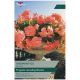 Aromantics Begonia Bulb Set