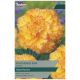 Taylors Bulbs - Feathered Sun - Begonia