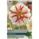 Taylors Bulbs - Fire & Ice - Dahlia