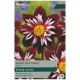 Taylors Bulbs - Night Butterfly - Dahlia