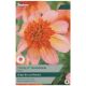 Taylors Bulbs - Totally Tangerine - Dahlia