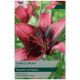 Purple Dream Lily Bulb Set