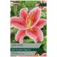 Stargazer Lily