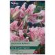 Speciosum Rubrum Lily Bulb Set