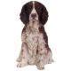 Vivid Arts Real Life Dogs - Springer Spaniel Garden Ornament