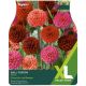 Taylors Bulbs - Ball Fusion - Dahlia (XL Value Pack)