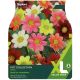 Taylors Bulbs - Pot Collection - Dahlia (XL Value Pack)