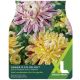 Taylors Bulbs - Dinner Plate Delight - Dahlia (XL Value Pack)