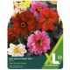 Taylors Bulbs - Red Skin Dwarf Mix - Dahlia (XL Value Pack)