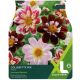 Taylors Bulbs - Collerette Mix - Dahlia Bulb Set