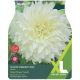 Taylors Bulbs - White Perfection - Dahlia (XL Value Pack)