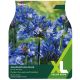 Taylors Bulbs - Agapanthus Blue (XL Value Pack)