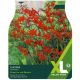 Taylors Bulbs - Lucifer - Crocosmia (XL Value Pack)