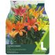 Taylors Bulbs - Matrix Fusion - Lilium (XL Value Pack)