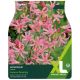 Taylors Bulbs - Bowdenii - Nerine (XL Value Pack)