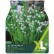 Taylors Bulbs - Lily of the Valley (XL Value Pack)