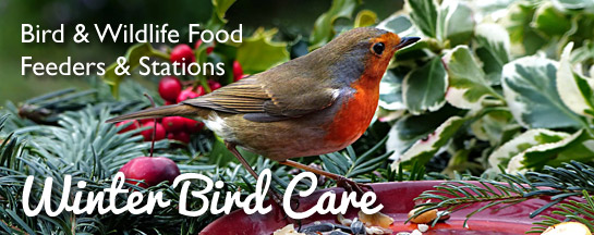 Shop Winter Bird Food and Feeders online