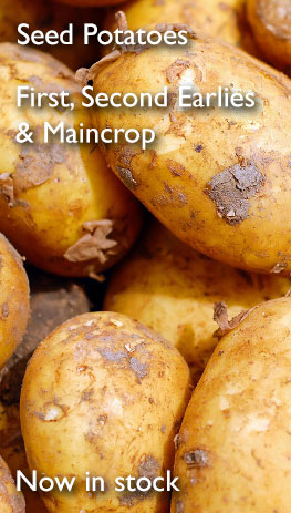 Order your seed potatoes online today